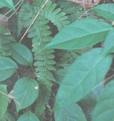 西南鵝掌柴[中藥]