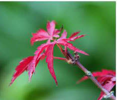 美麗毛雞爪槭 美麗毛雞爪槭