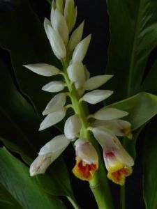 密毛山姜 密毛山姜