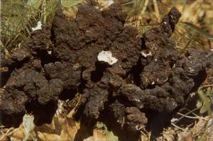 白硃砂蓮[白硃砂蓮]