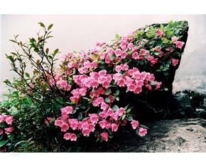 伏地杜鵑屬 伏地杜鵑屬