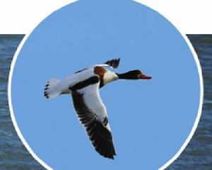 翅鼻麻鴨 翅鼻麻鴨