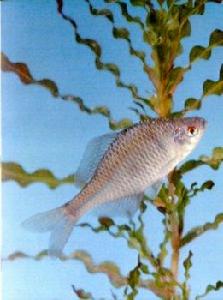 中華鰟鮍 中華鰟鮍