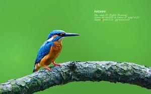 kingfisher kingfisher