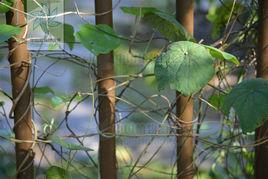 雲南地不容 雲南地不容