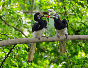 鳳頭犀鳥 鳳頭犀鳥