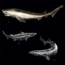 舒氏烏鯊 舒氏烏鯊