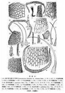 叢葉青毛蘚 叢葉青毛蘚