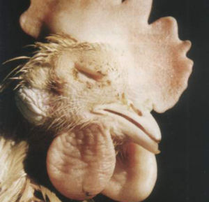 雞滑液囊支原體感染