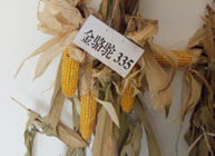 金駱駝335 金駱駝335