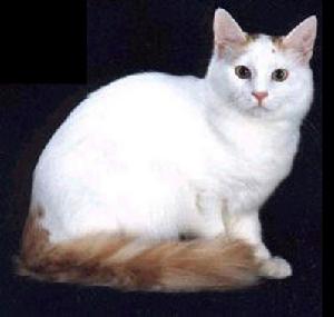 土耳其安哥拉貓