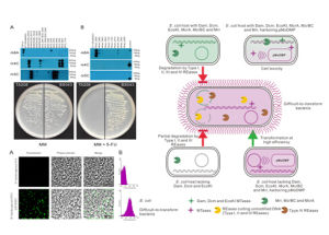 代謝工程學 代謝工程學