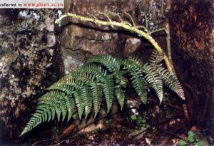 闊鱗鱗毛蕨