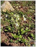 烏恰頂冰花 烏恰頂冰花