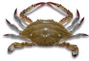 三疣梭子蟹