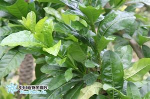 葫蘆樹屬 葫蘆樹屬