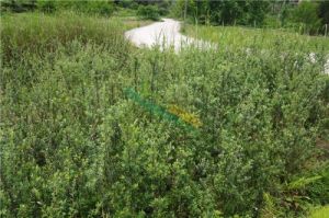 秋華柳組 秋華柳組