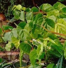 白粉藤屬 白粉藤屬