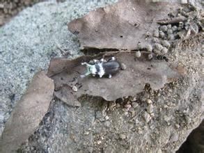 蟲生真菌 蟲生真菌