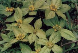 大四塊瓦 大四塊瓦