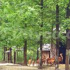 上海崇明東平國家森林公園 上海崇明東平國家森林公園