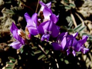蘭花棘豆 蘭花棘豆