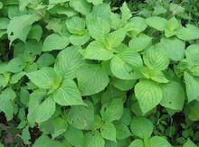 白蘇野外植物原型