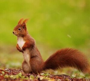 歐洲紅松鼠 歐洲紅松鼠