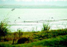 漢江國家濕地公園