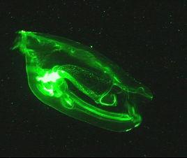夜光游水母 夜光游水母