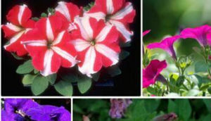 槽莖錐花 槽莖錐花