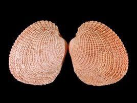 布目皺紋蛤 布目皺紋蛤