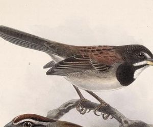 黑胸珀卡雀鵐 黑胸珀卡雀鵐