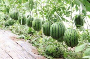 桑梓鎮精品西瓜產業園