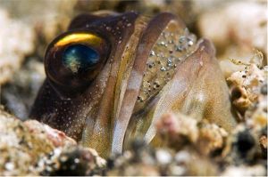 黑帶後頜魚 黑帶後頜魚