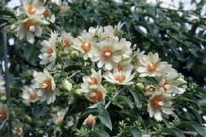 （圖）白色石南