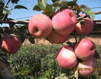 生理休眠 生理休眠