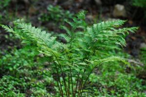 粗脈蹄蓋蕨 粗脈蹄蓋蕨