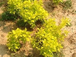 金葉歐洲山梅花 金葉歐洲山梅花