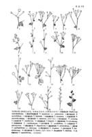 石礫唐松草 石礫唐松草