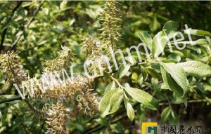 絨毛皂柳 絨毛皂柳