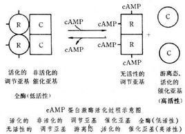 蛋白激酶 蛋白激酶