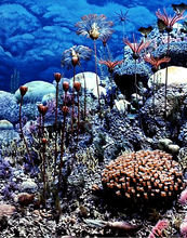 泥盤紀圖片說明