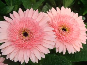 （圖）大棚種植 