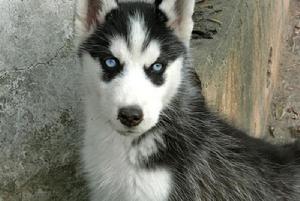 哈士奇從小到大生長過程參考圖