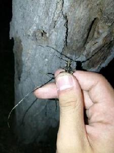 刺角天牛 刺角天牛