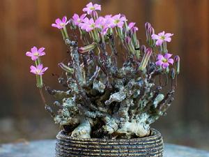 奇峰錦屬 奇峰錦屬