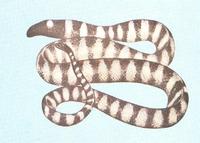 黑頭海蛇 黑頭海蛇