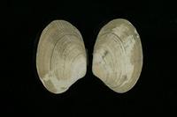 菲律賓簾蛤 菲律賓簾蛤