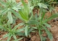 疣葉青毛蘚 疣葉青毛蘚